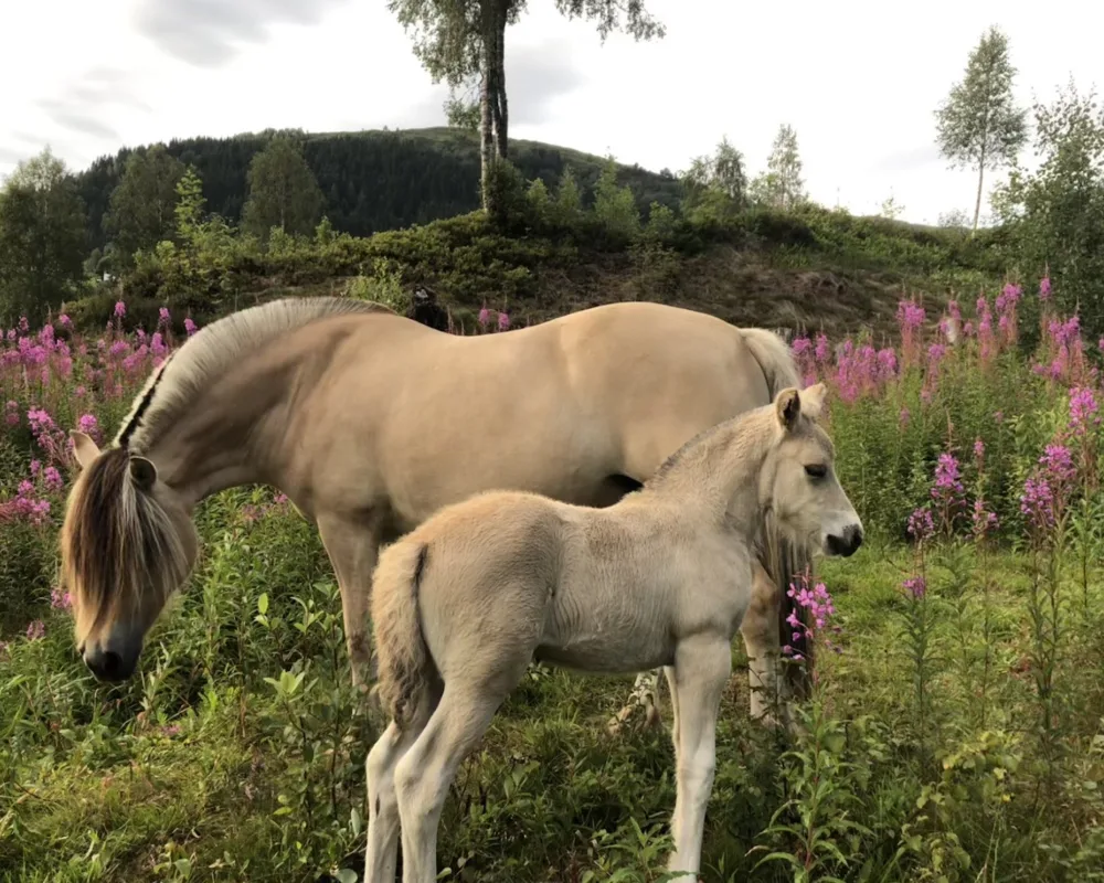  Bilete av 'Oppdrettarseminar på Norsk Fjordhestsenter 6. - 8.mars 2026'.
